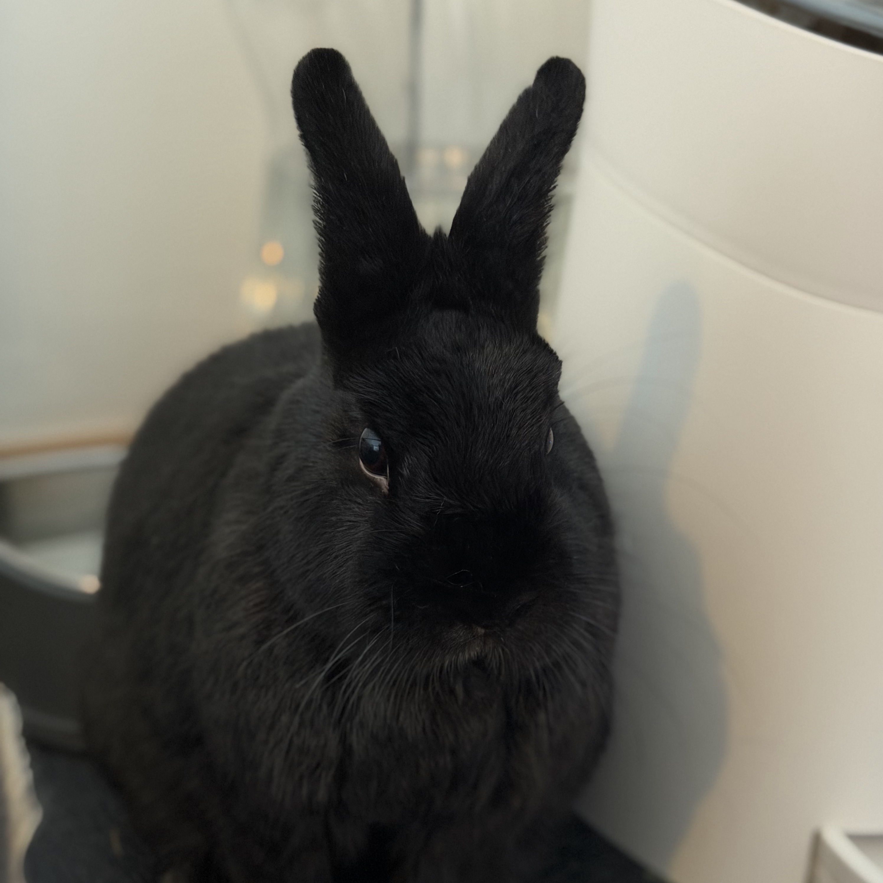 Taro