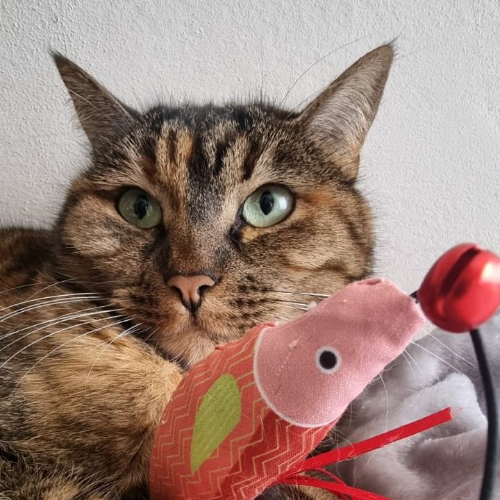 Sissi