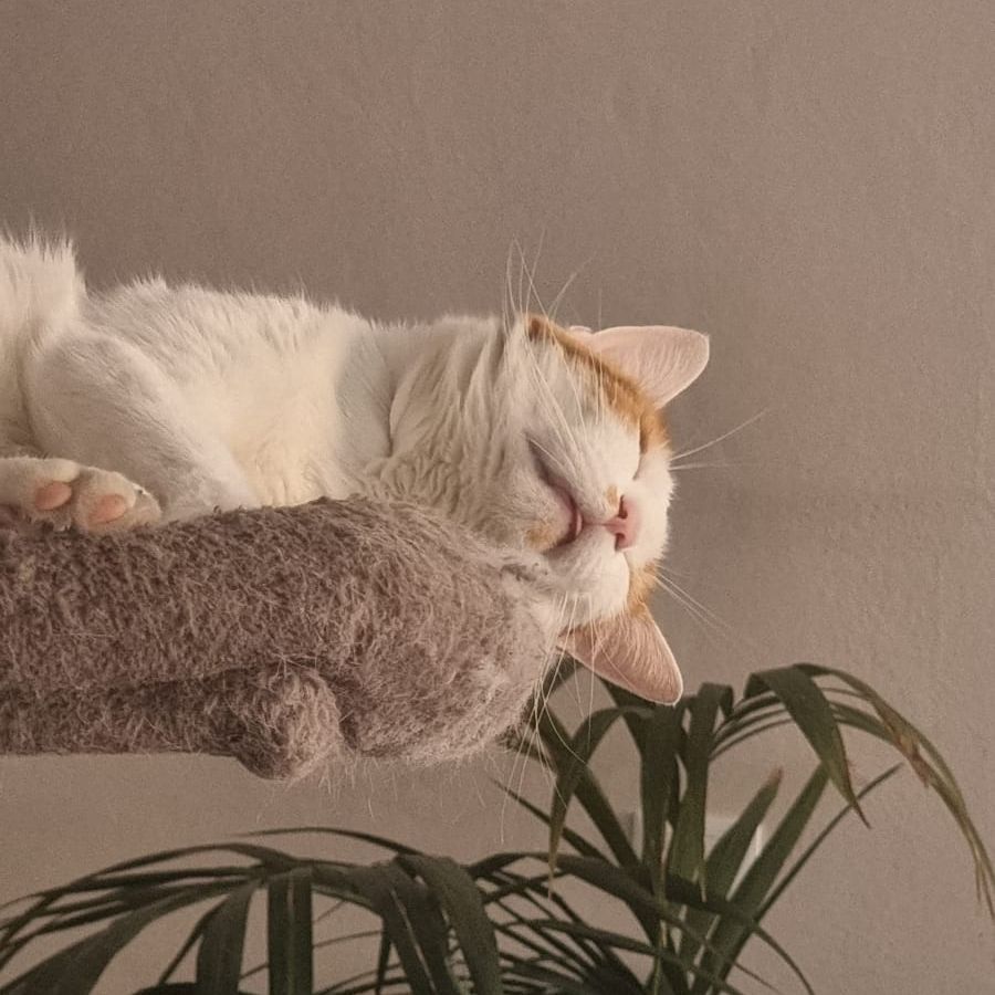 Simba