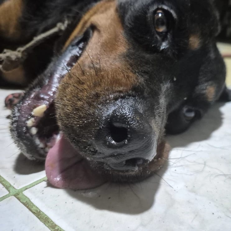 Leni