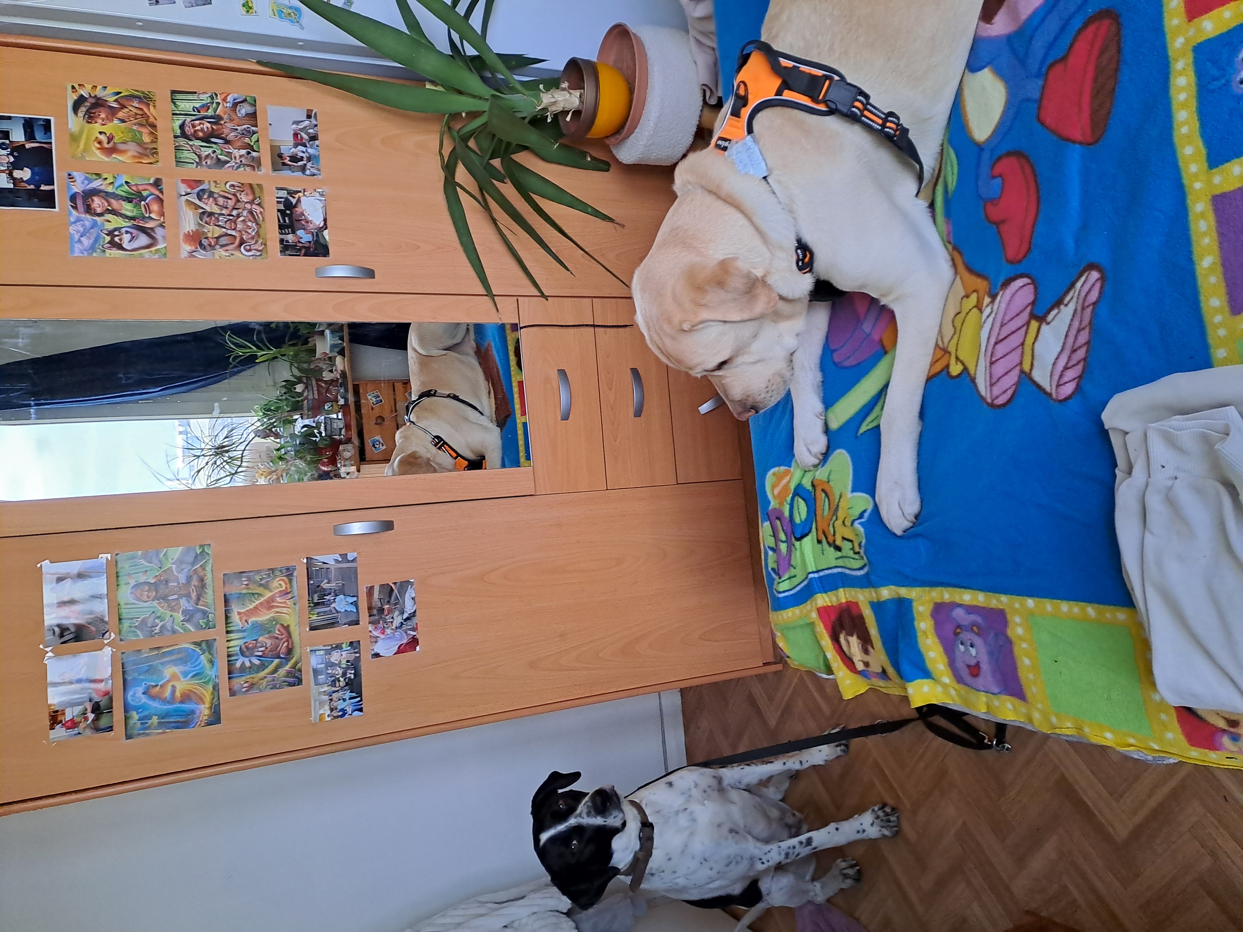 image-19