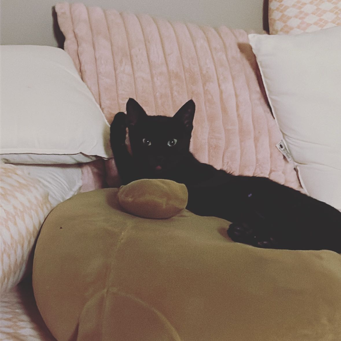 Kaluchchi (Translates to Black Lady) 🖤