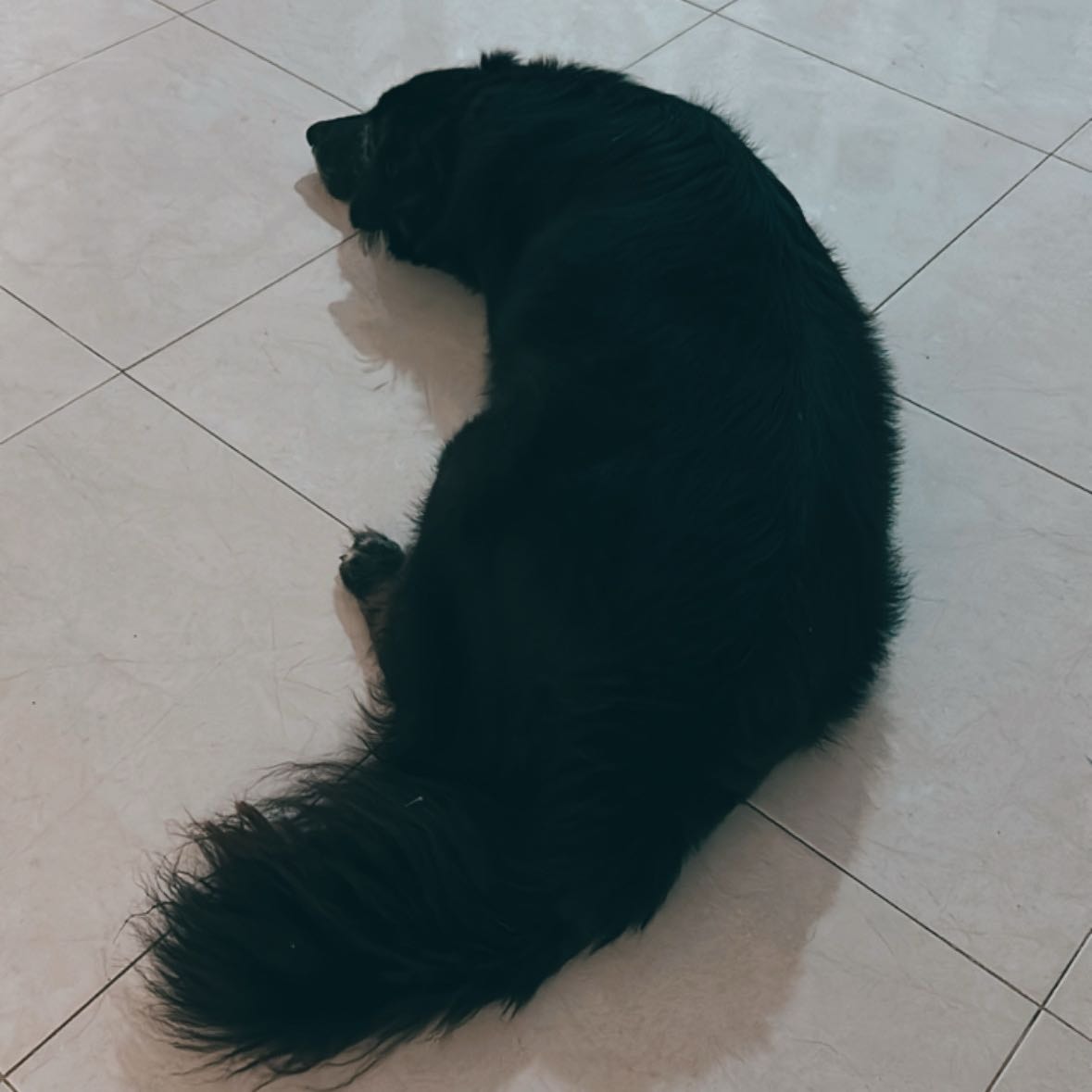 Niko 🐶