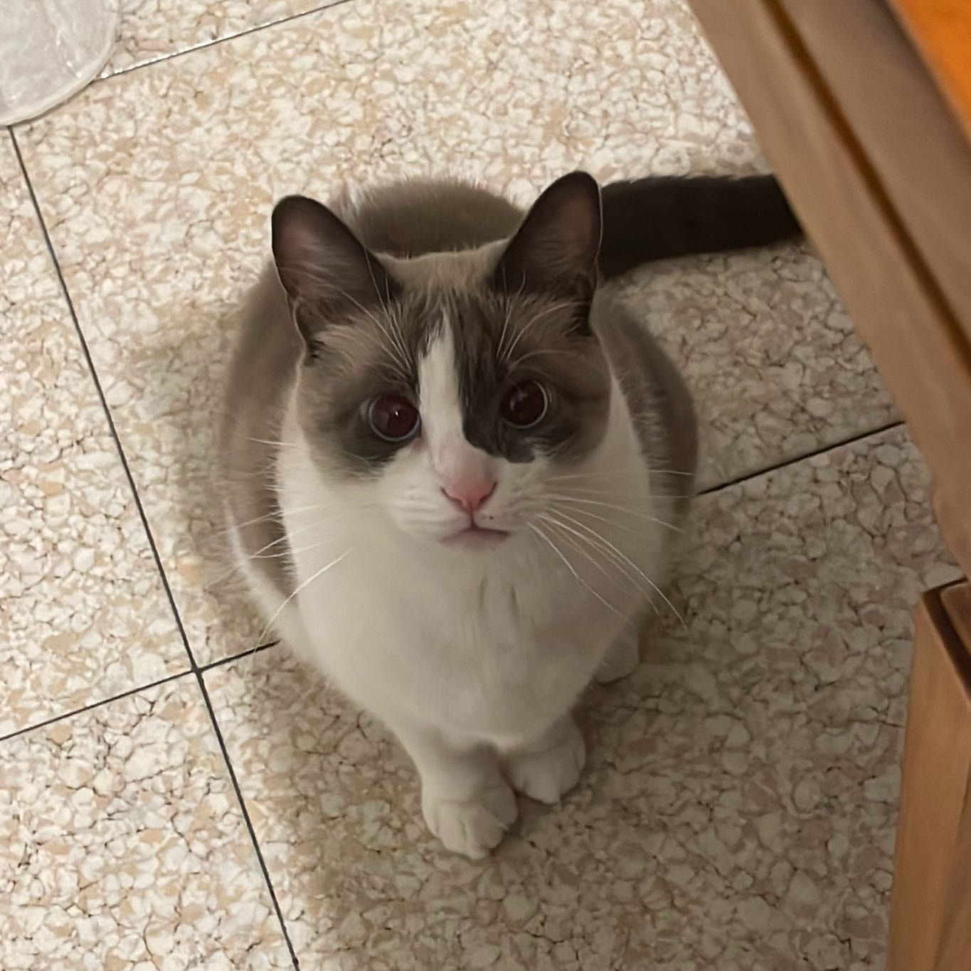 Miele