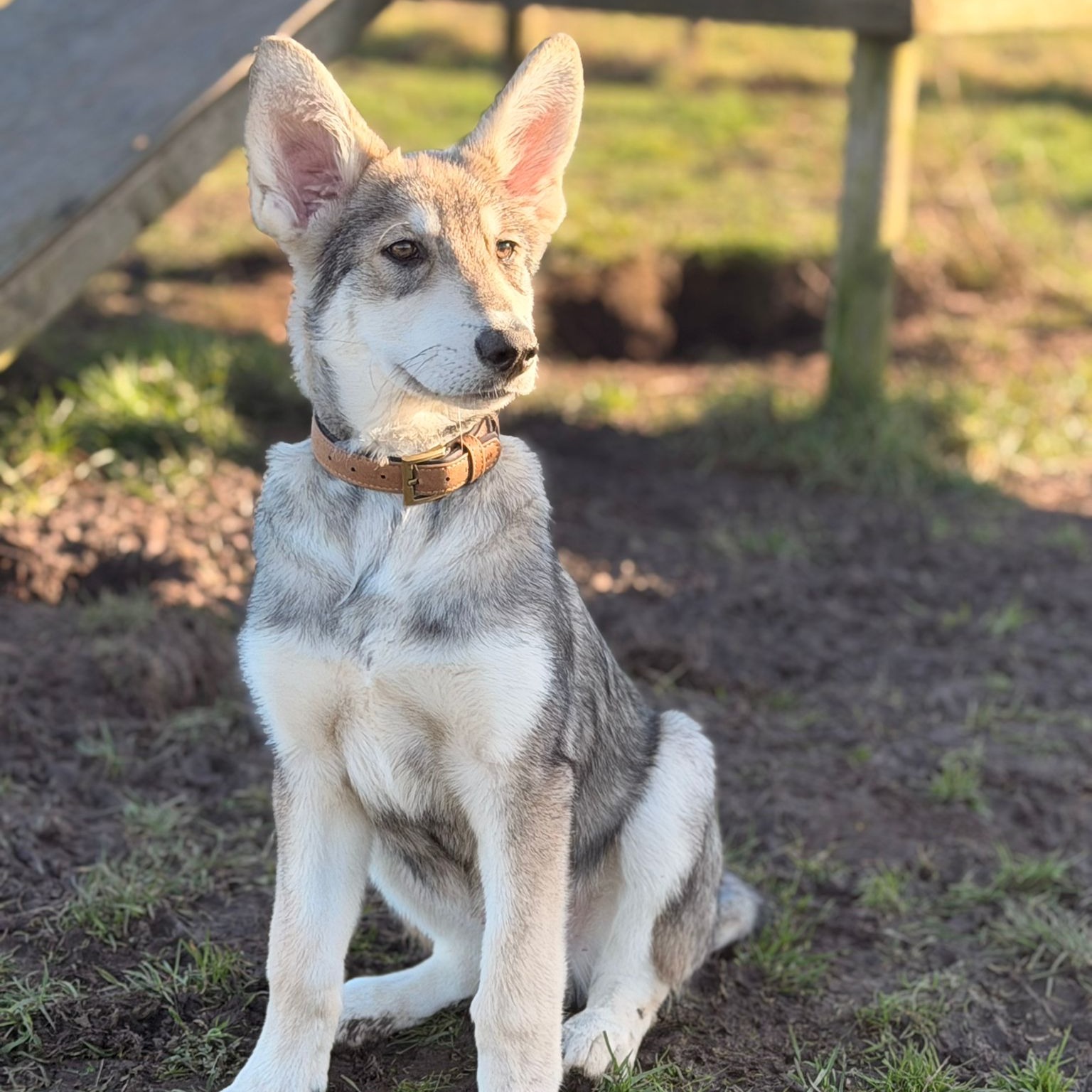 Koda