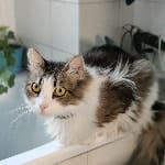 MIMì