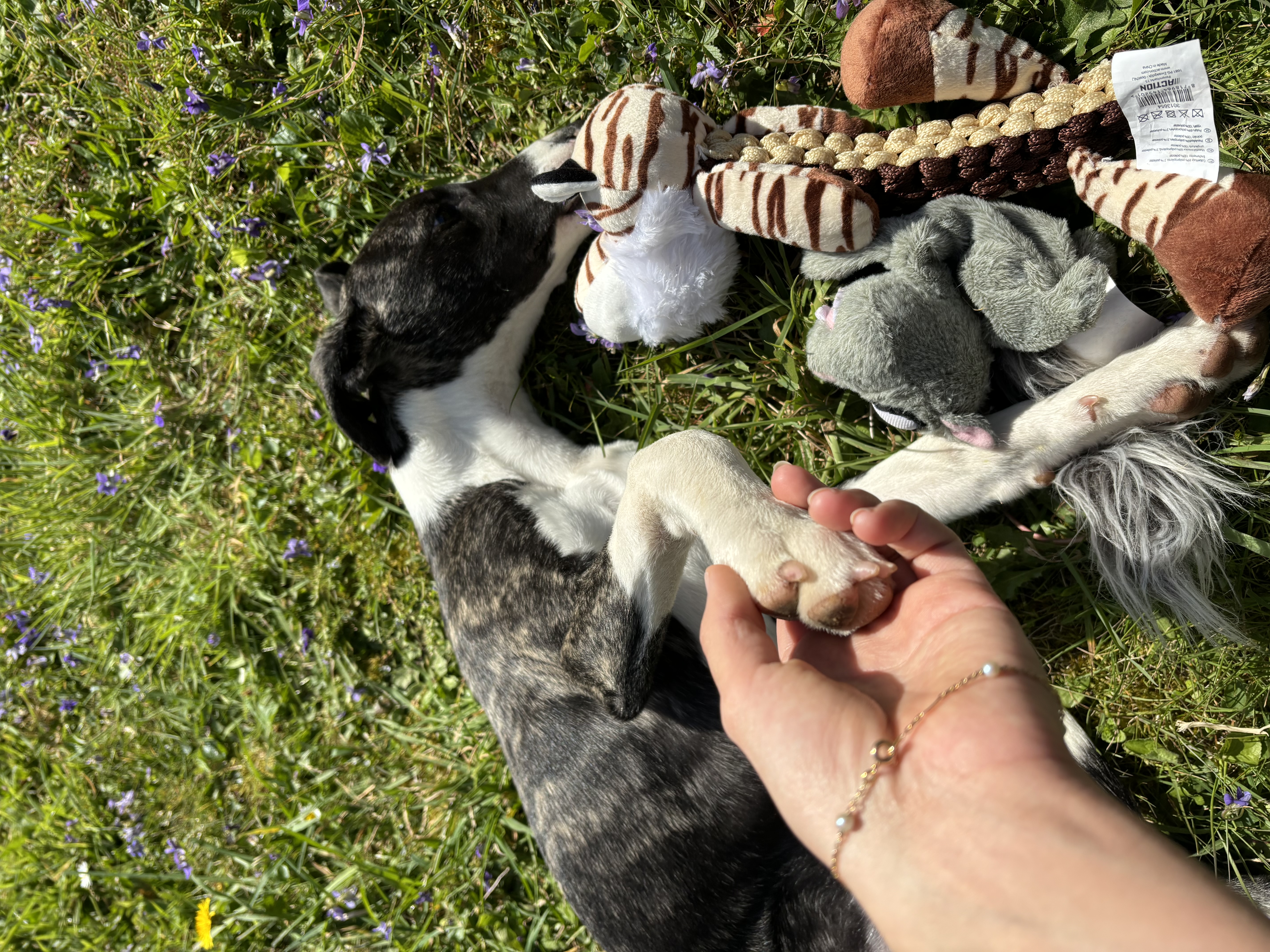 image-7