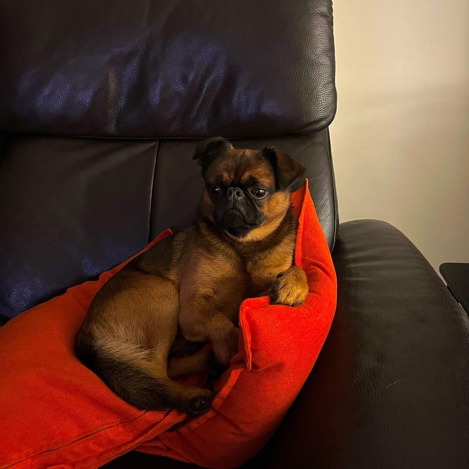Miro
