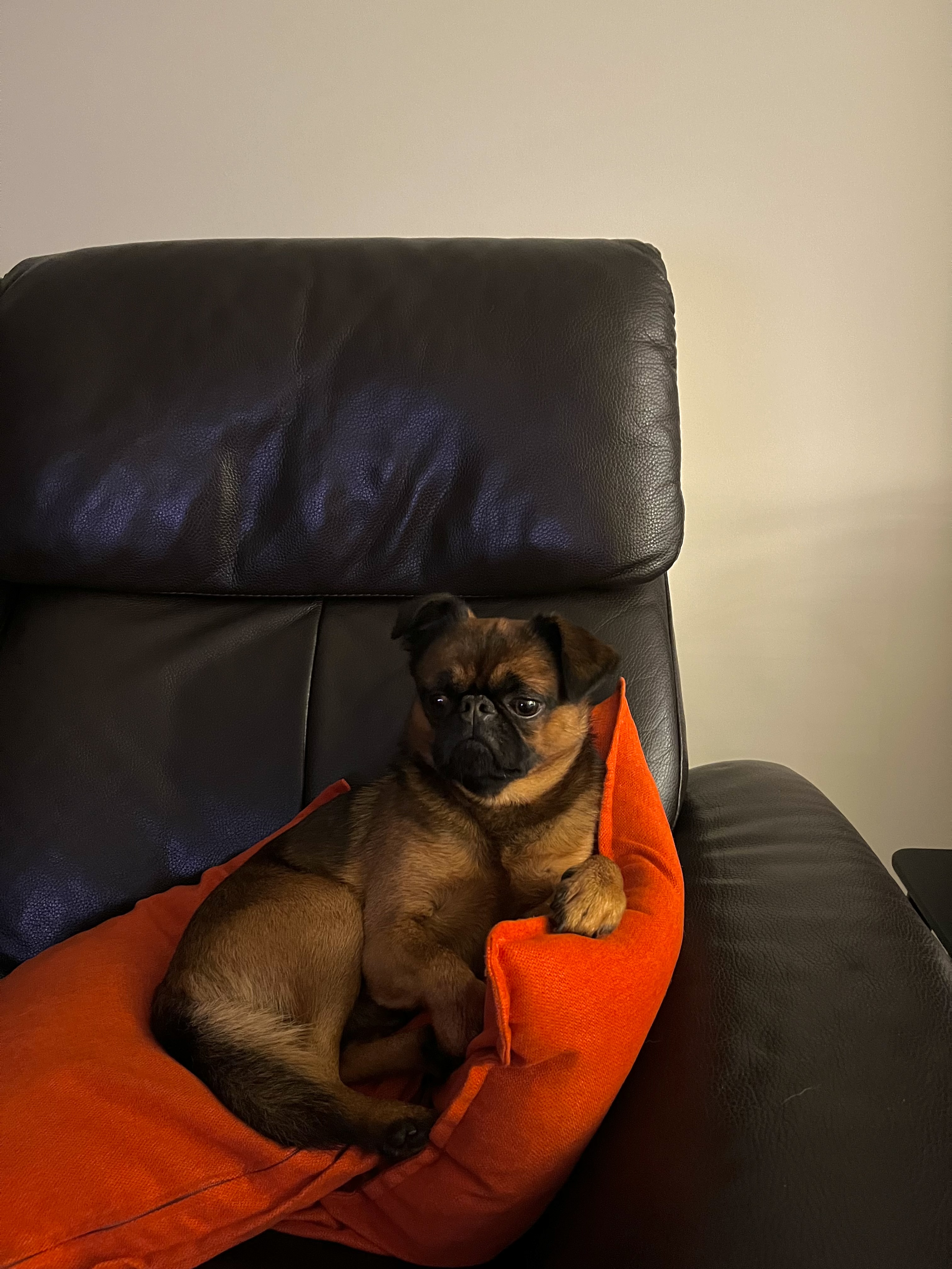 image-7