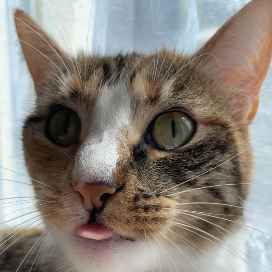 molly