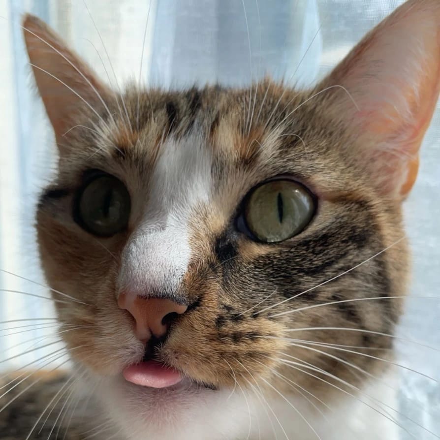 molly