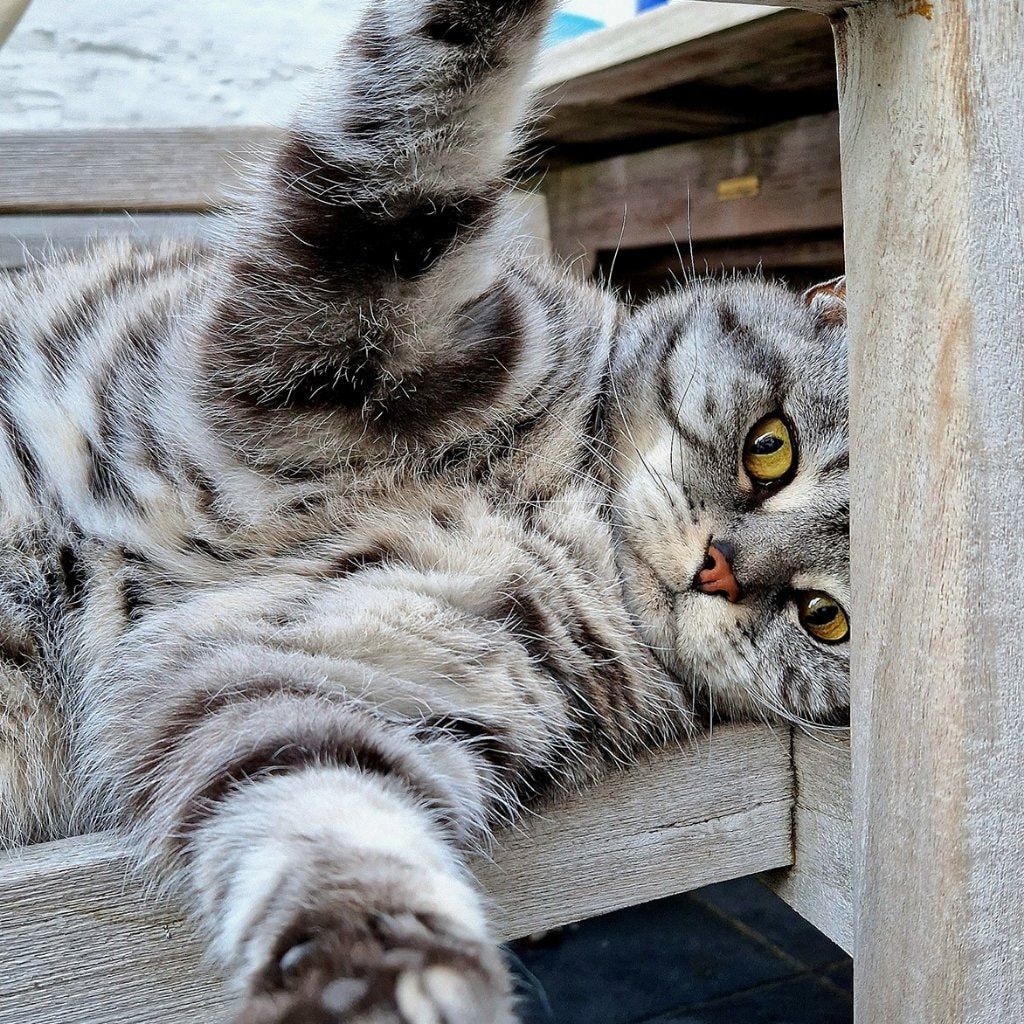 Tobie