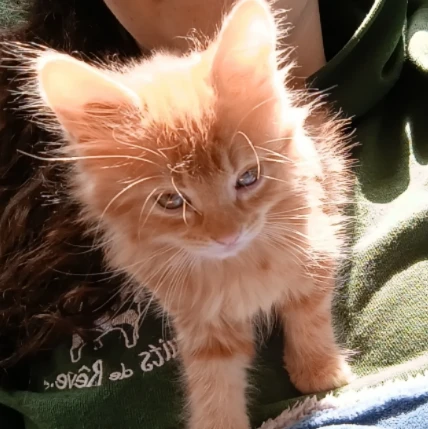 Praline