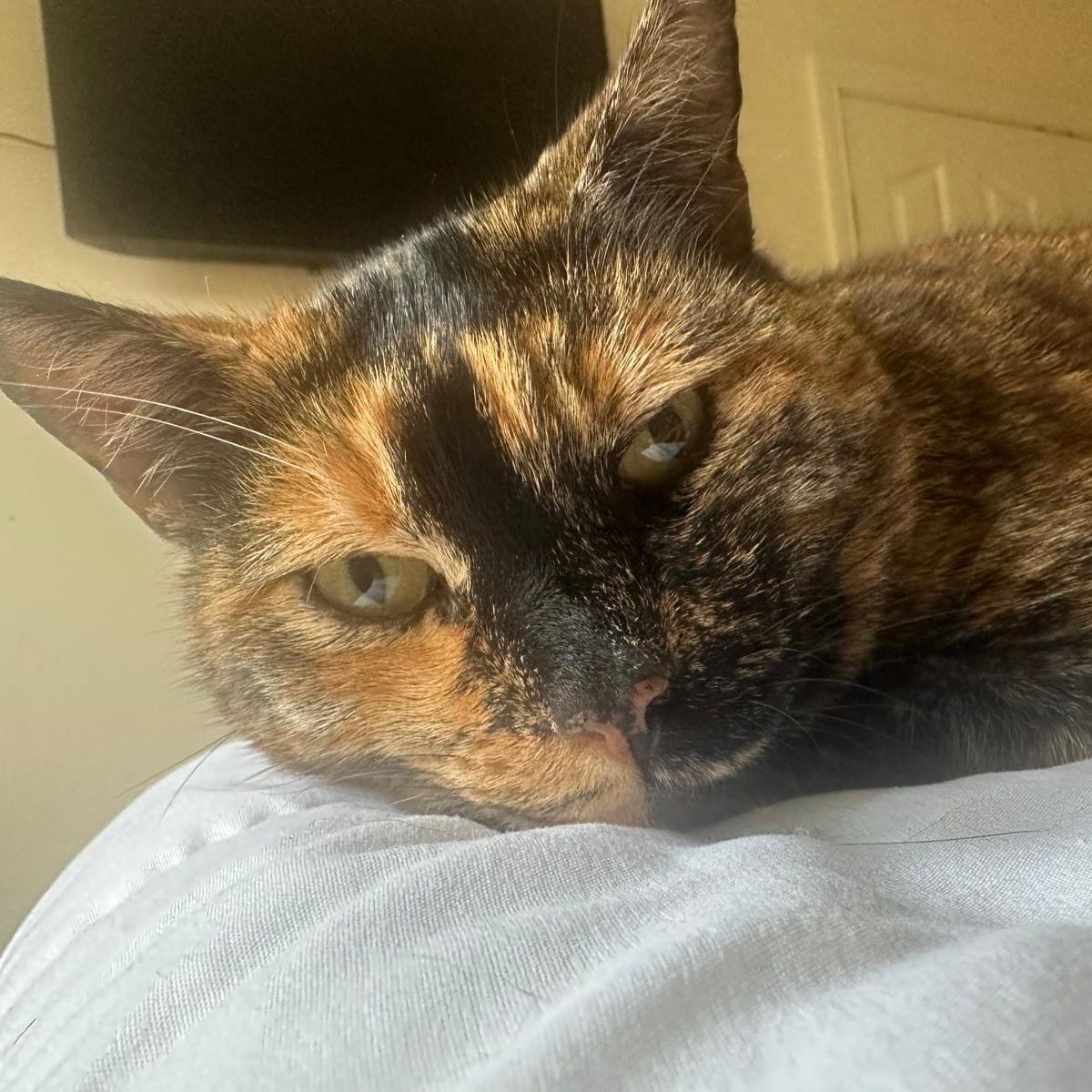 Toffee