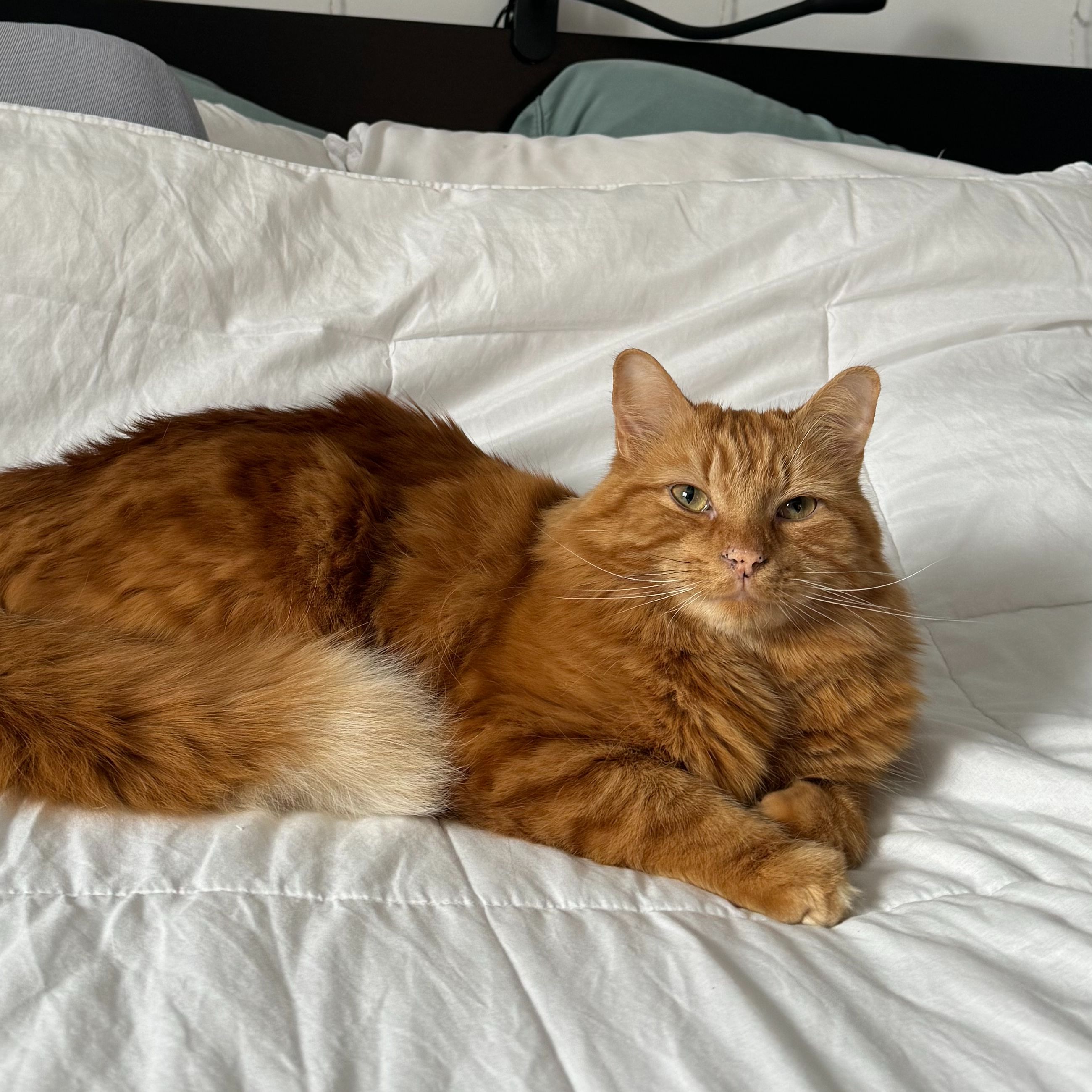 Aslan