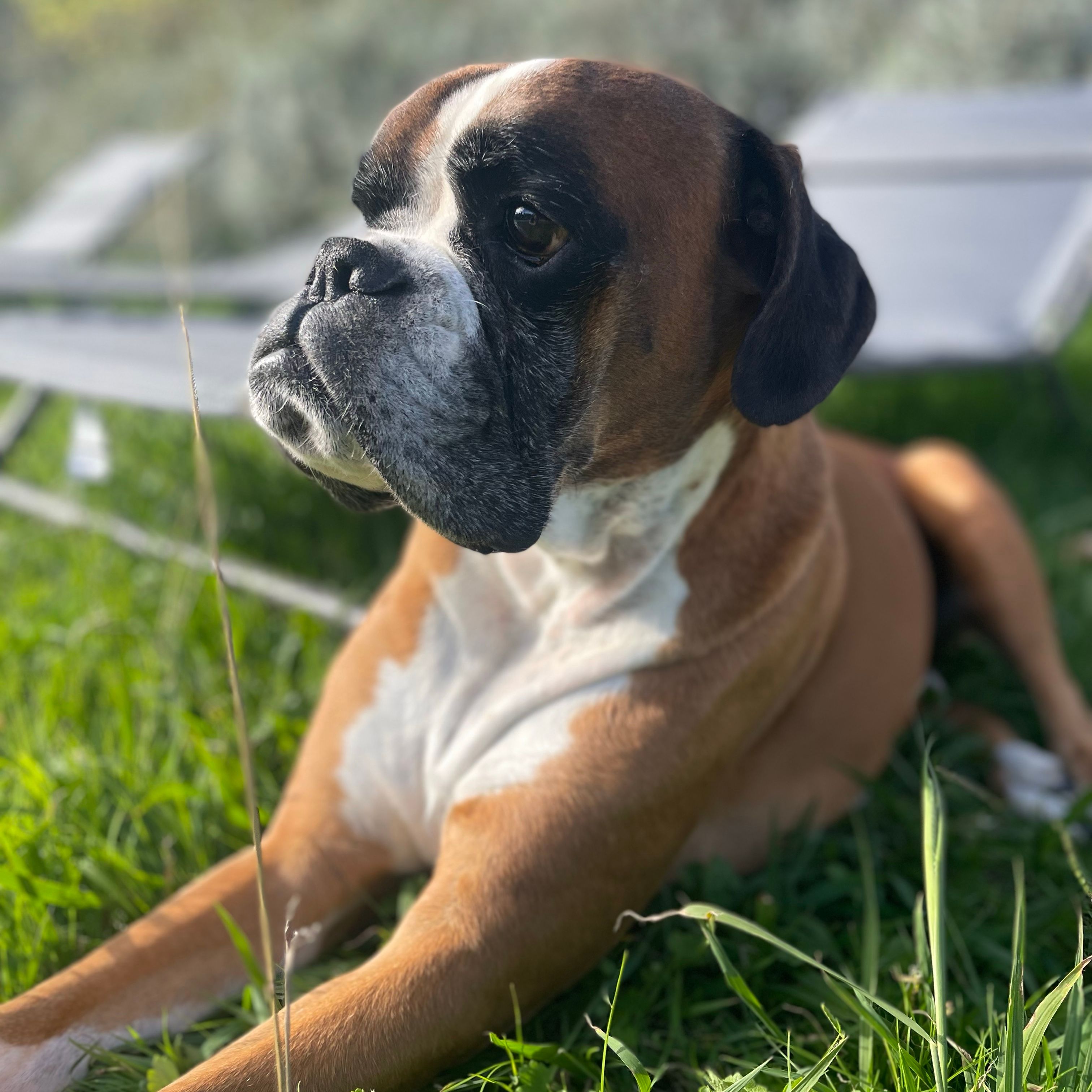 Gaïus