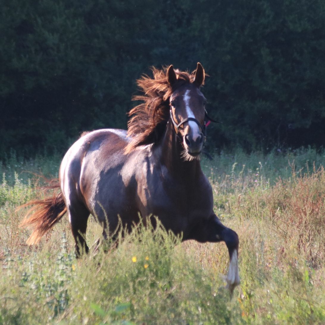 Ojara
