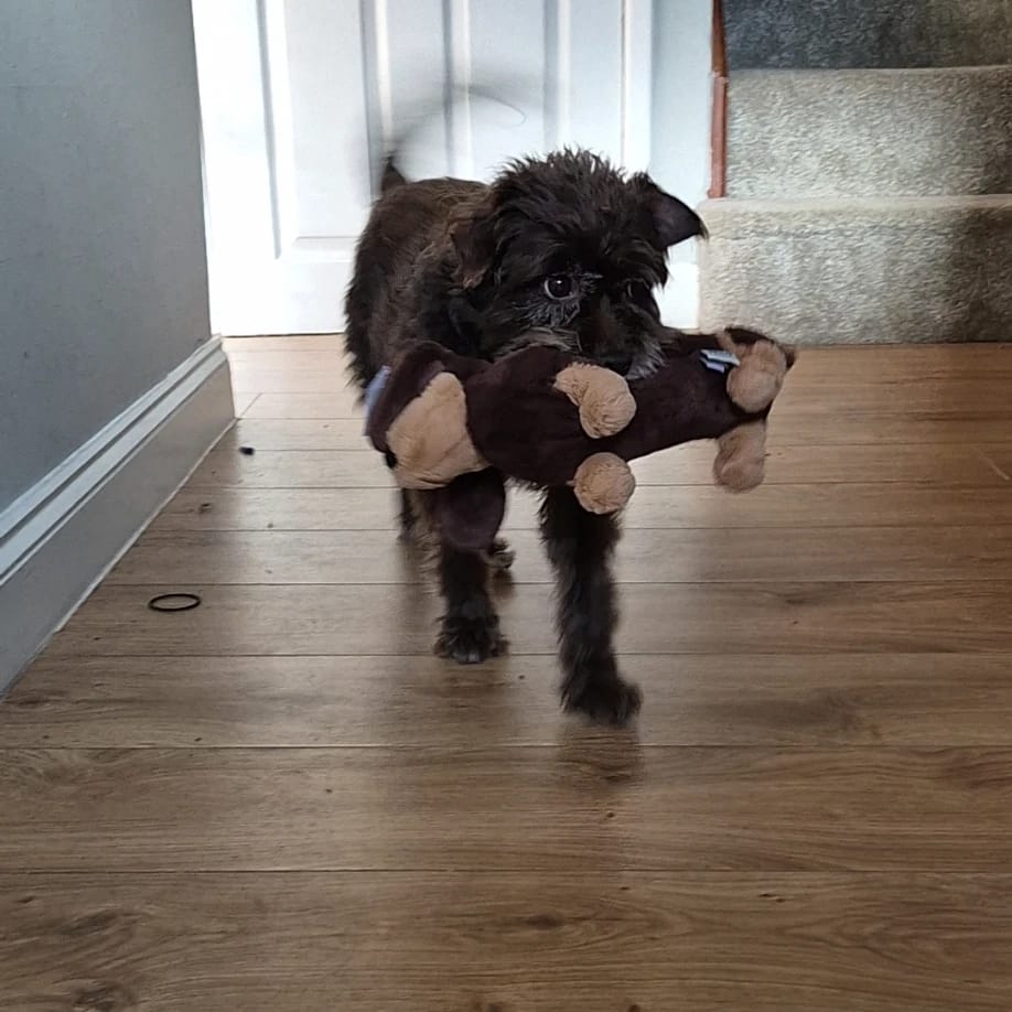 Bella
