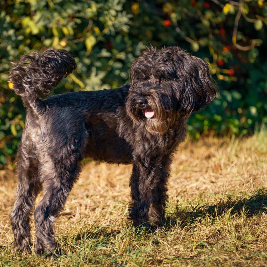 Balou