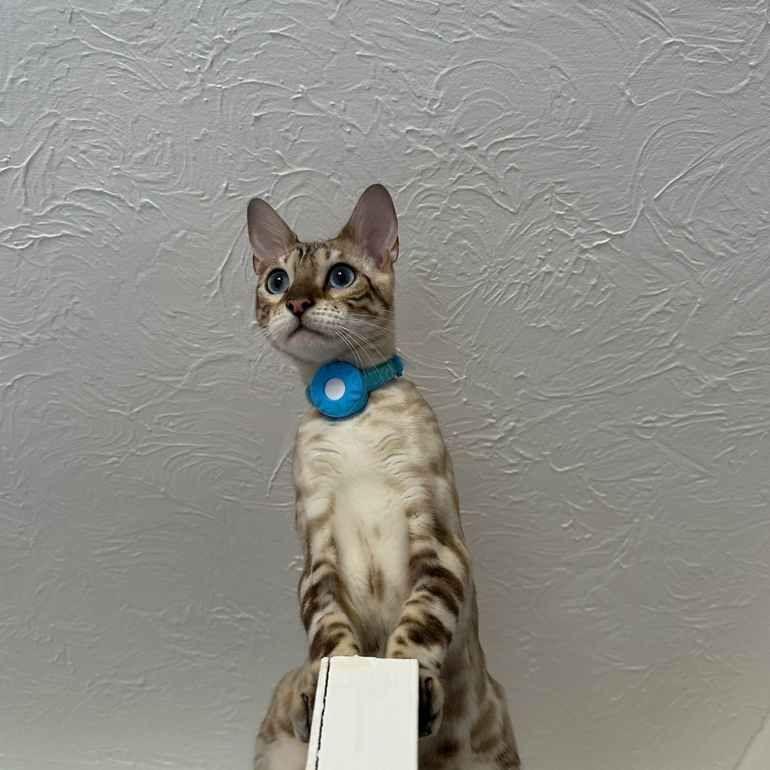 Cleo