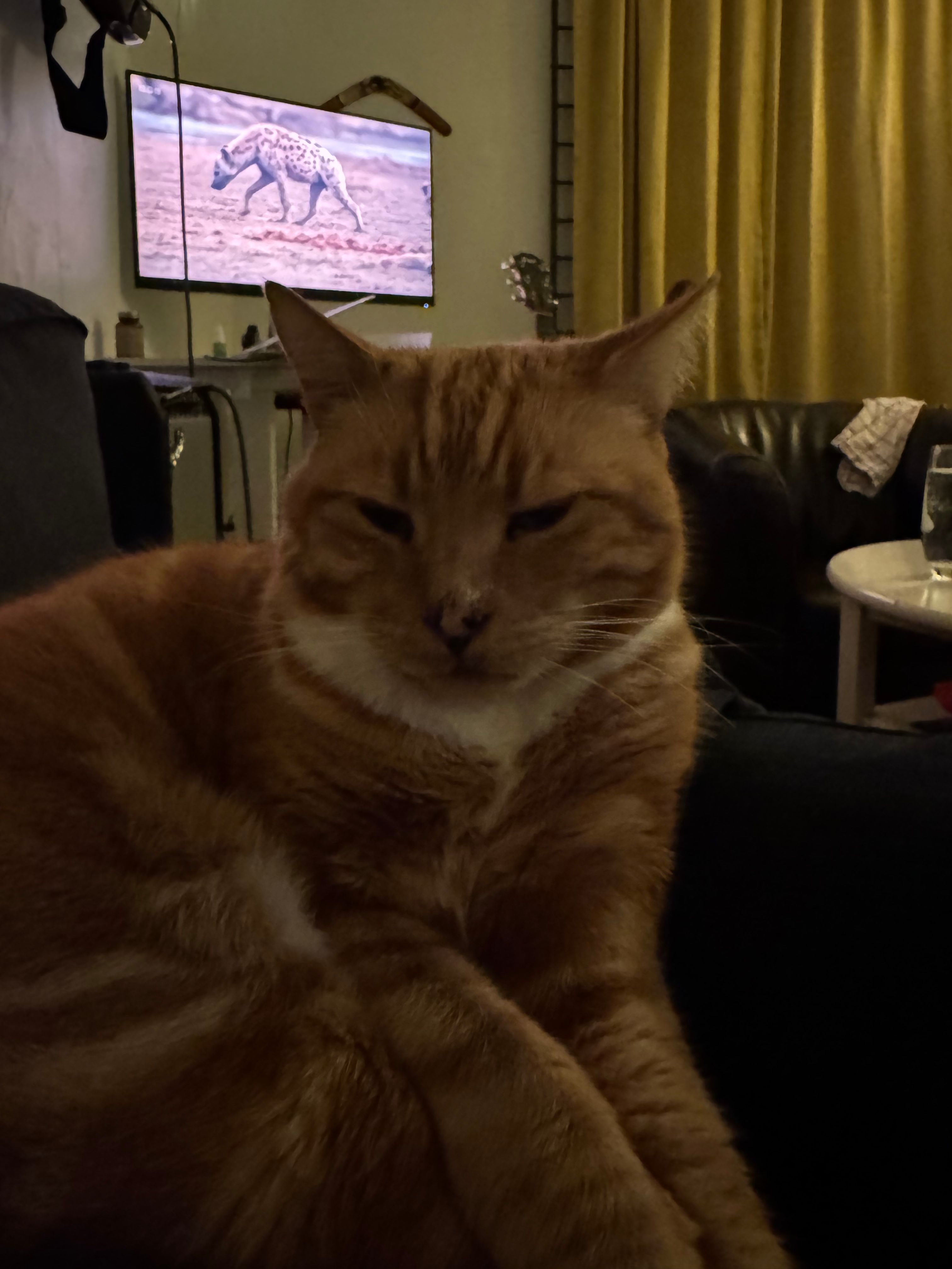 image-8
