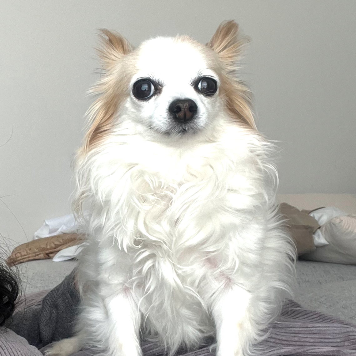 Gizmo