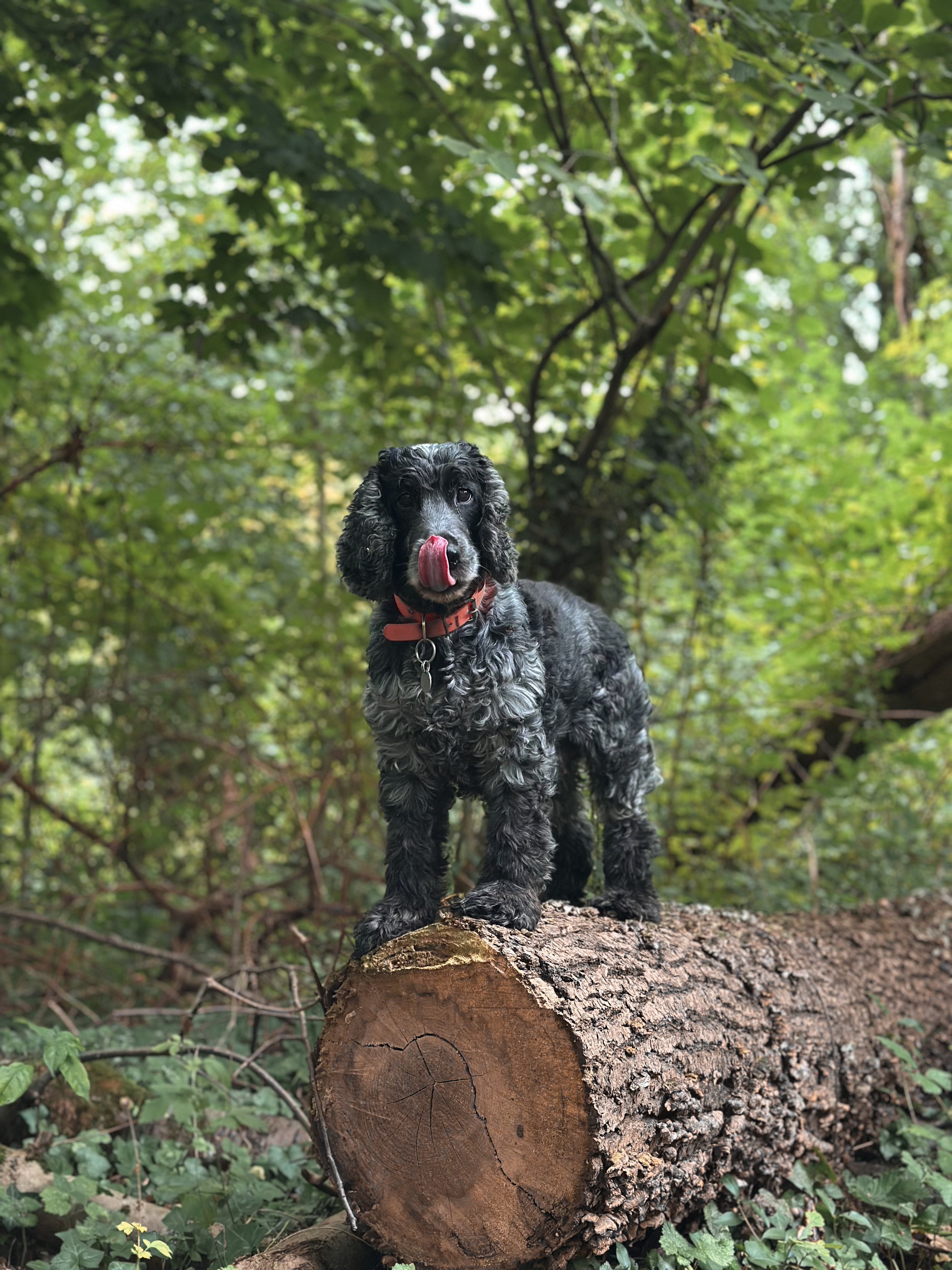 image-0