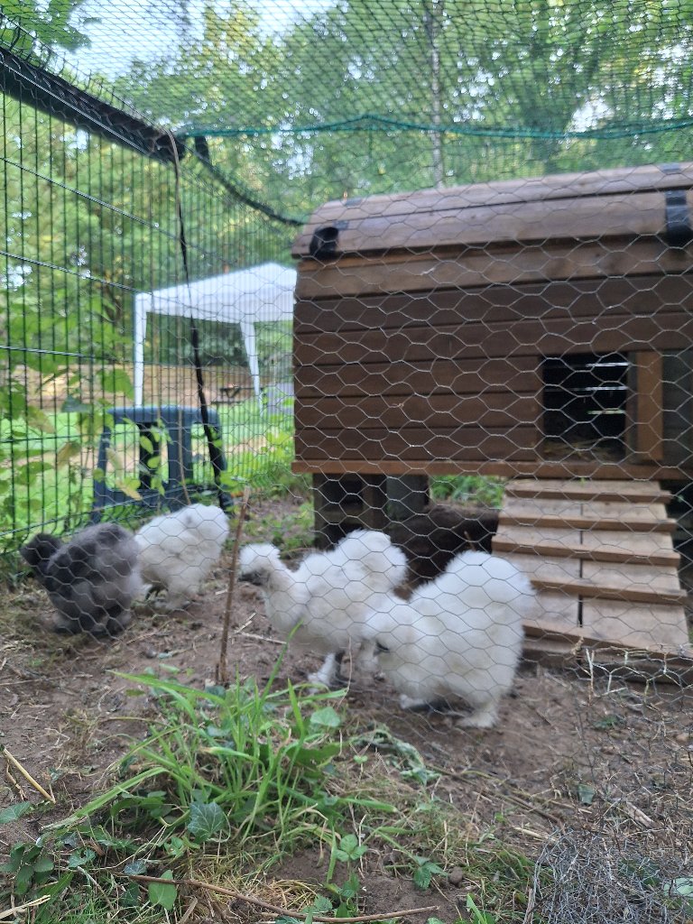 Frieda, bekkie, lilly en carla