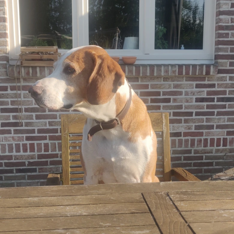 Tygo