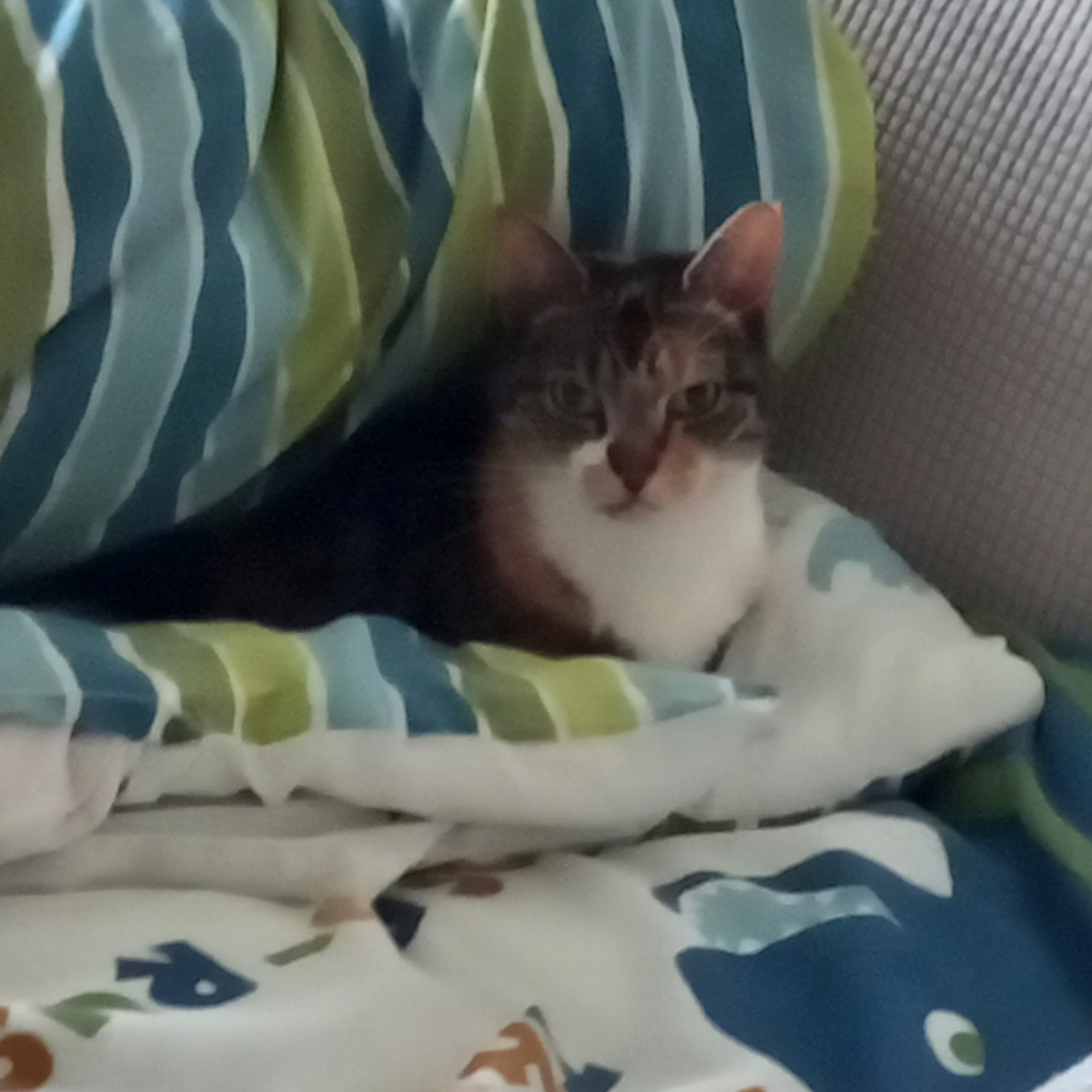 Tess