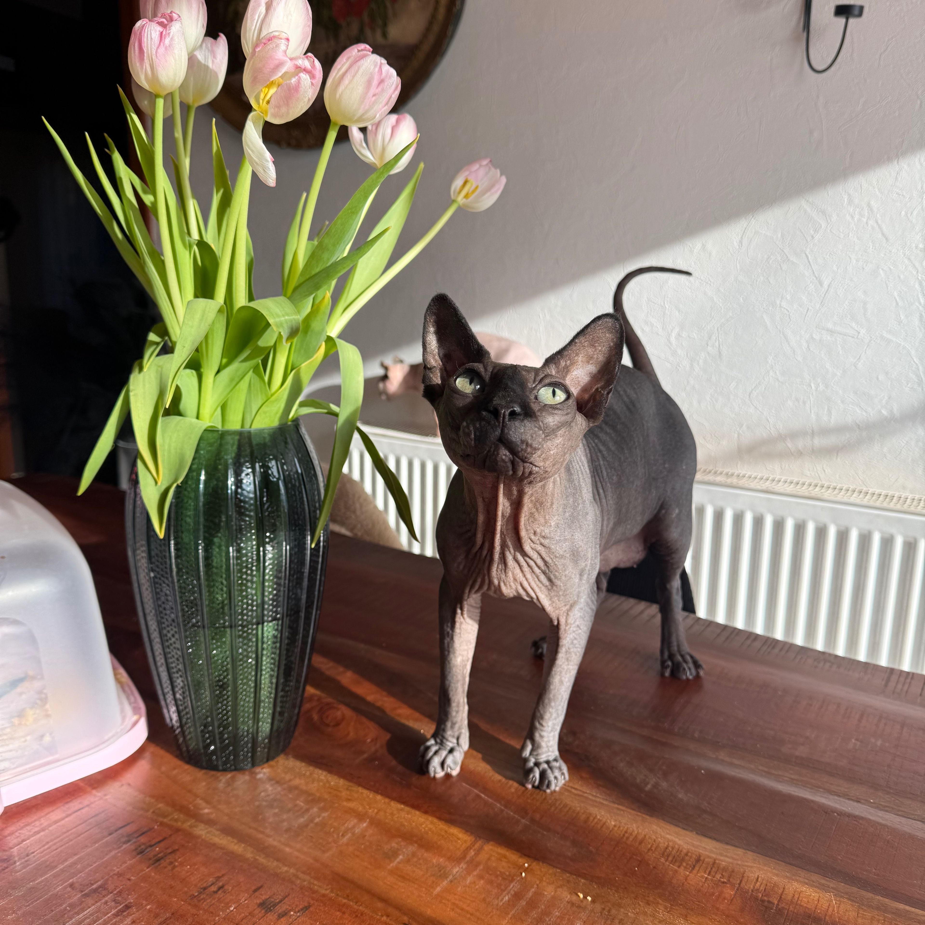 Dobby