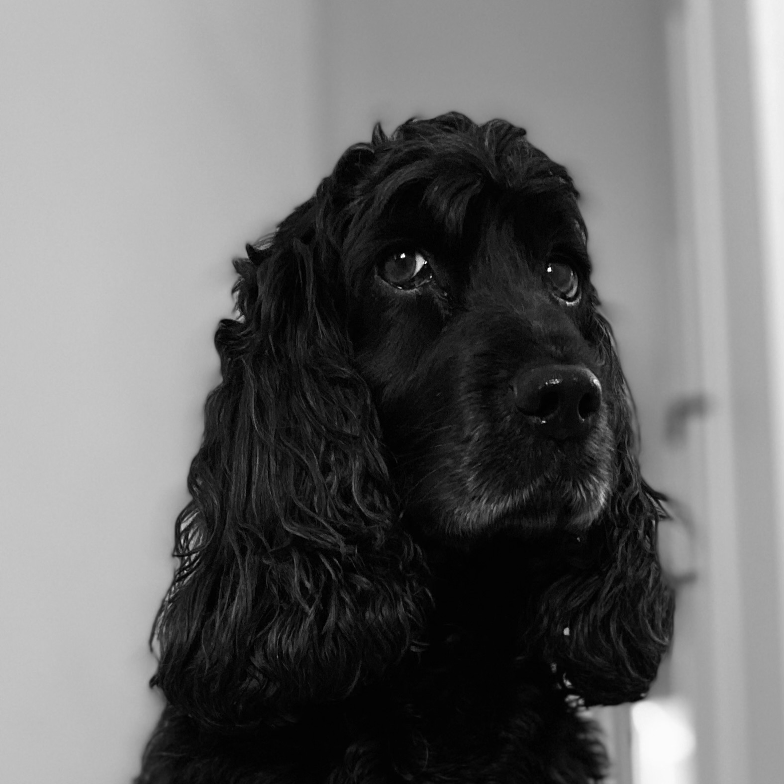 Polly