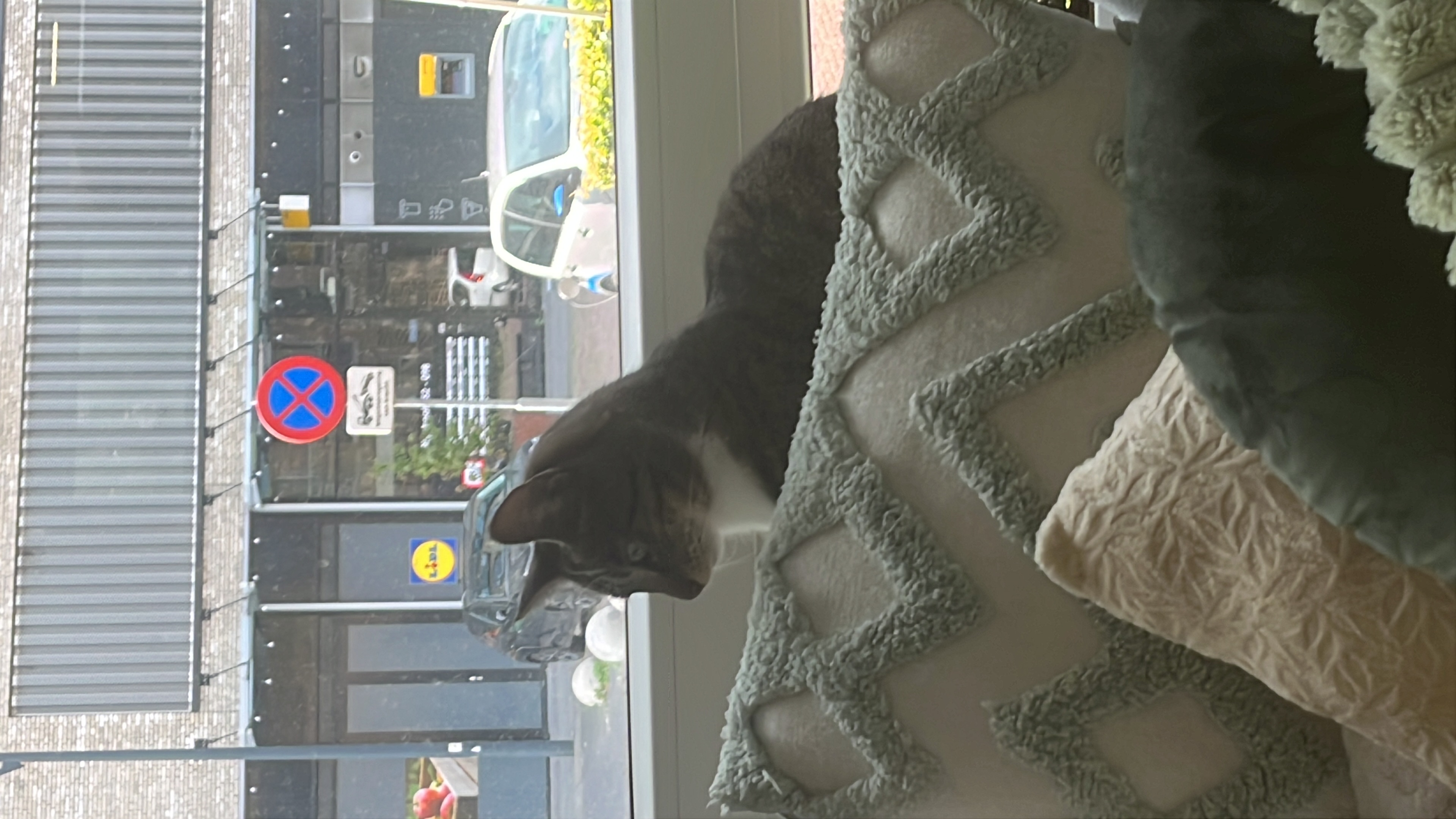 image-7