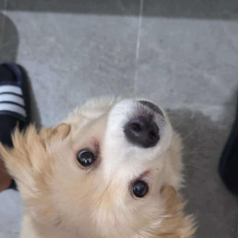 pongo 