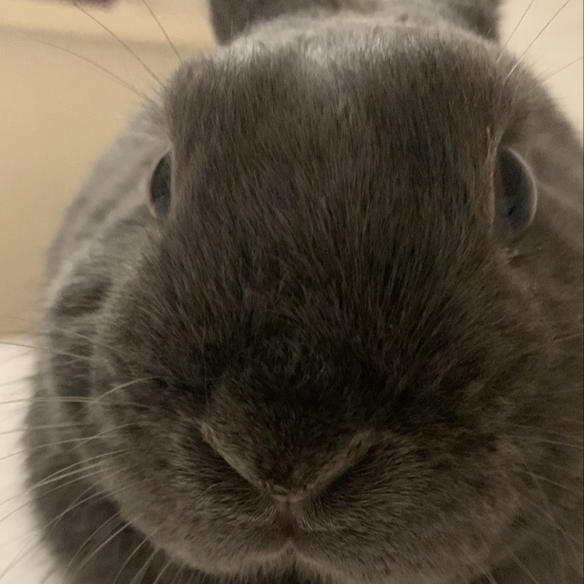 Bunbun