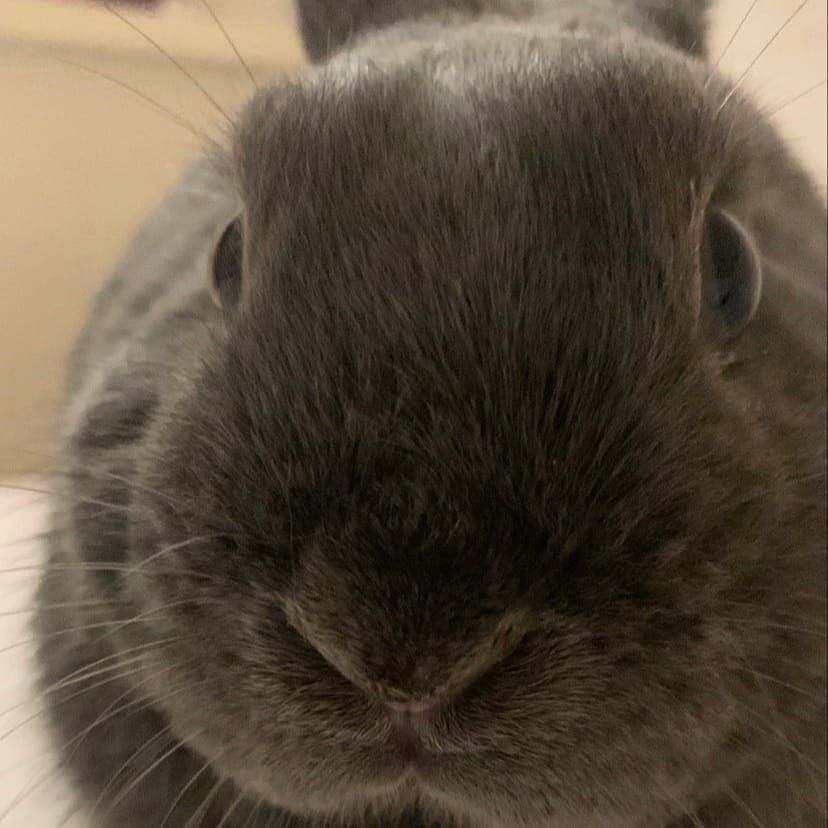 Bunbun
