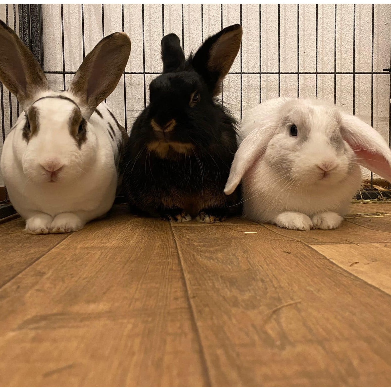 Allerlei konijntjes tussen 1 a 5 jaar oud