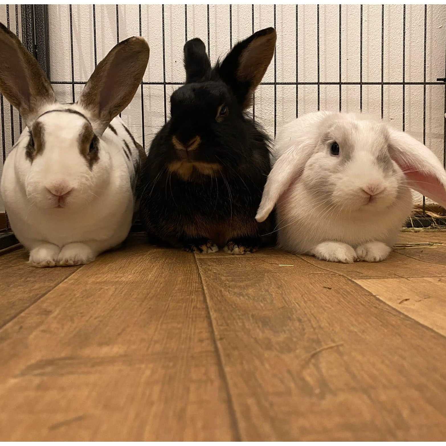 Allerlei konijntjes tussen 1 a 5 jaar oud