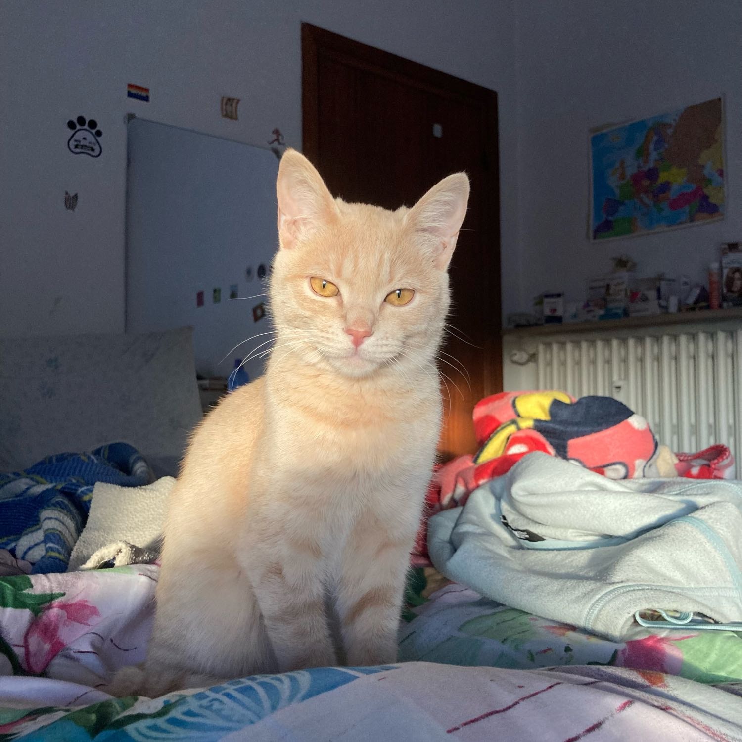 Panna