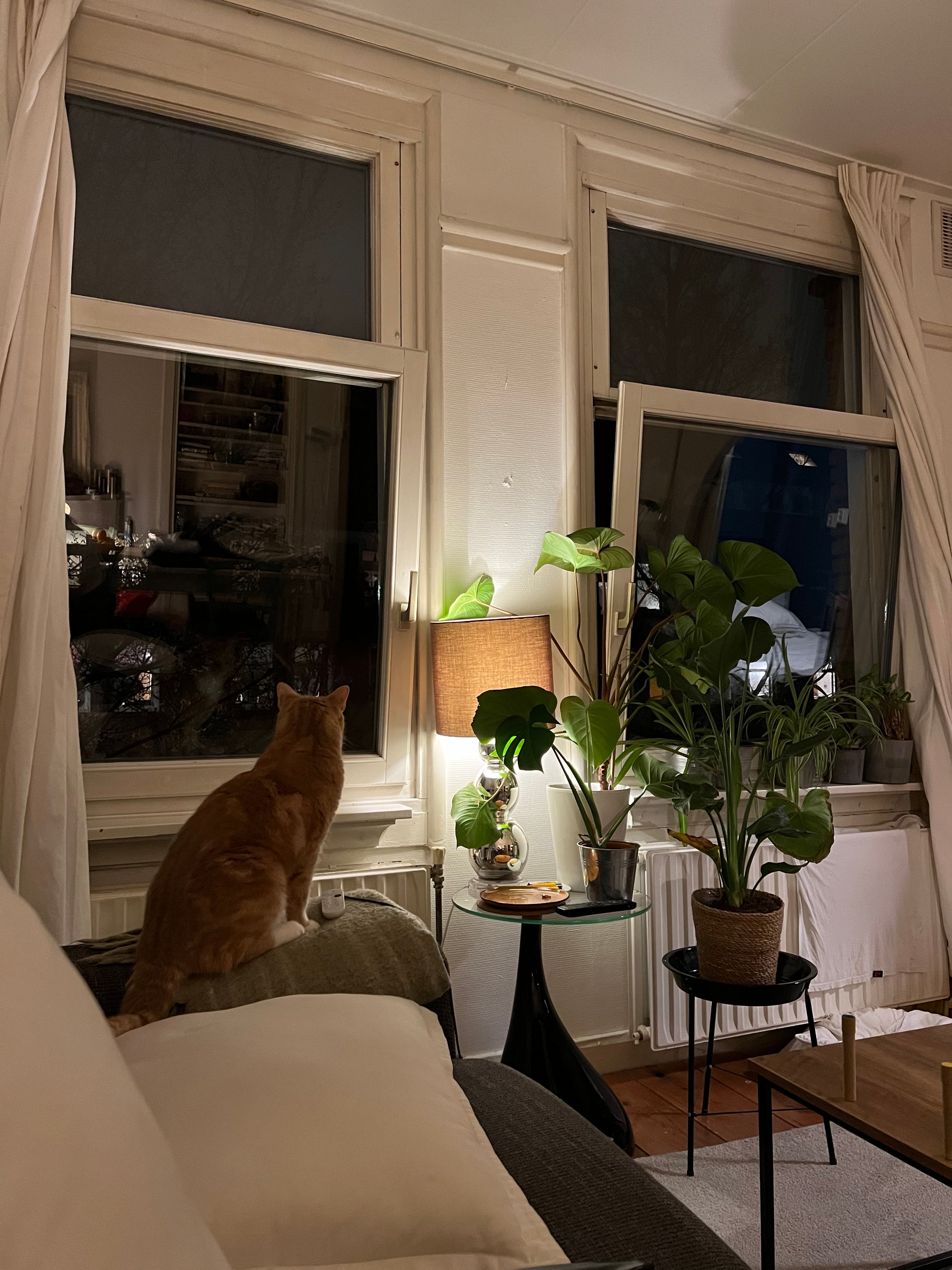 image-19