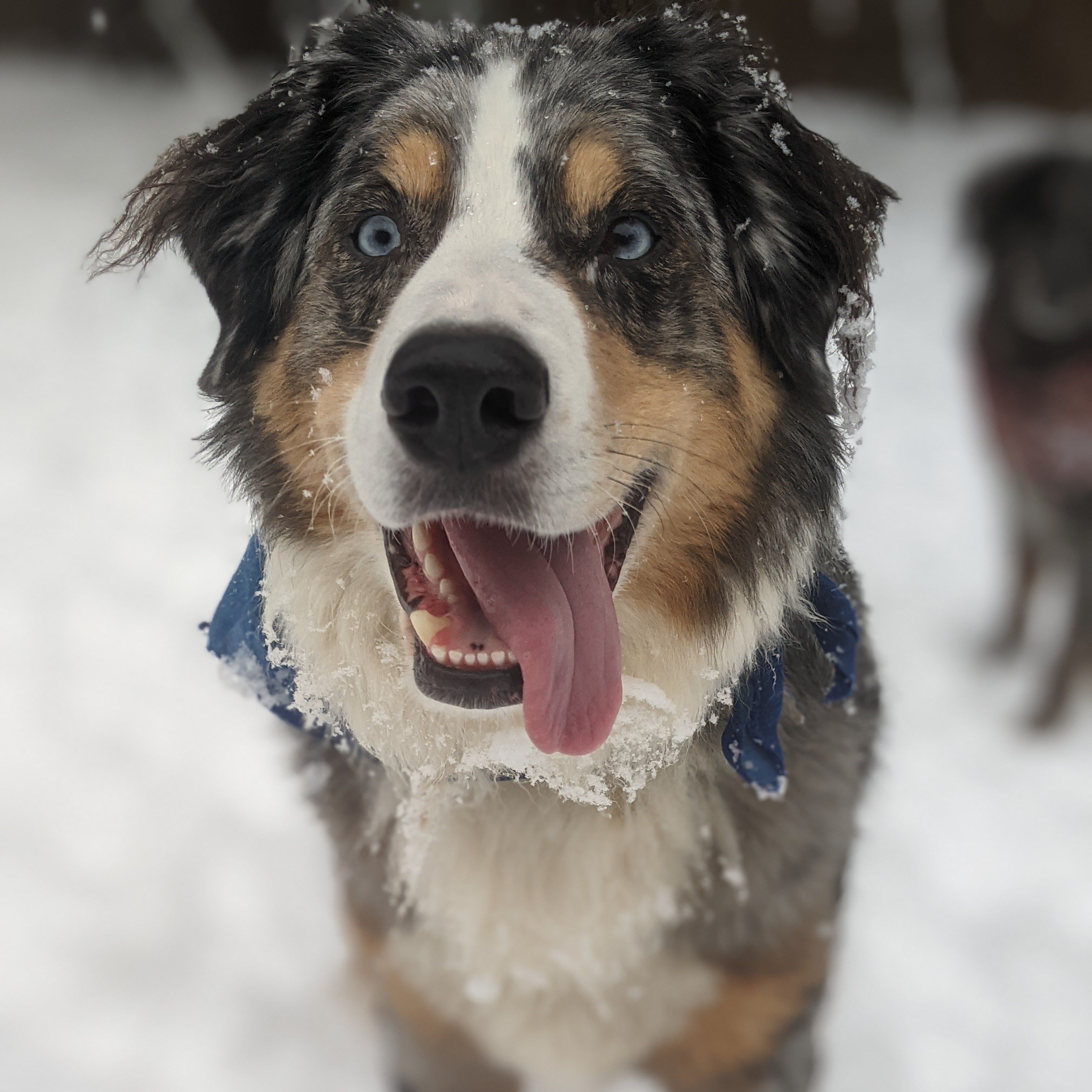 Aspen