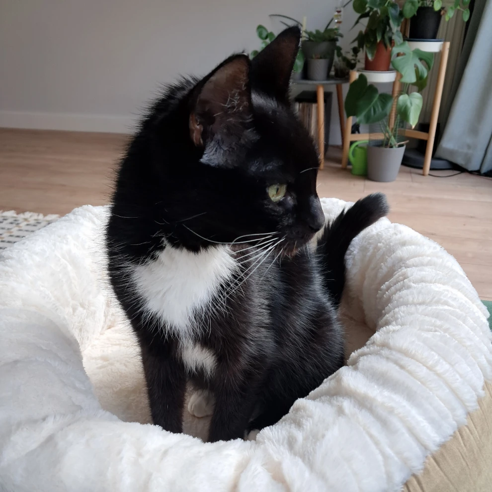 Nova
