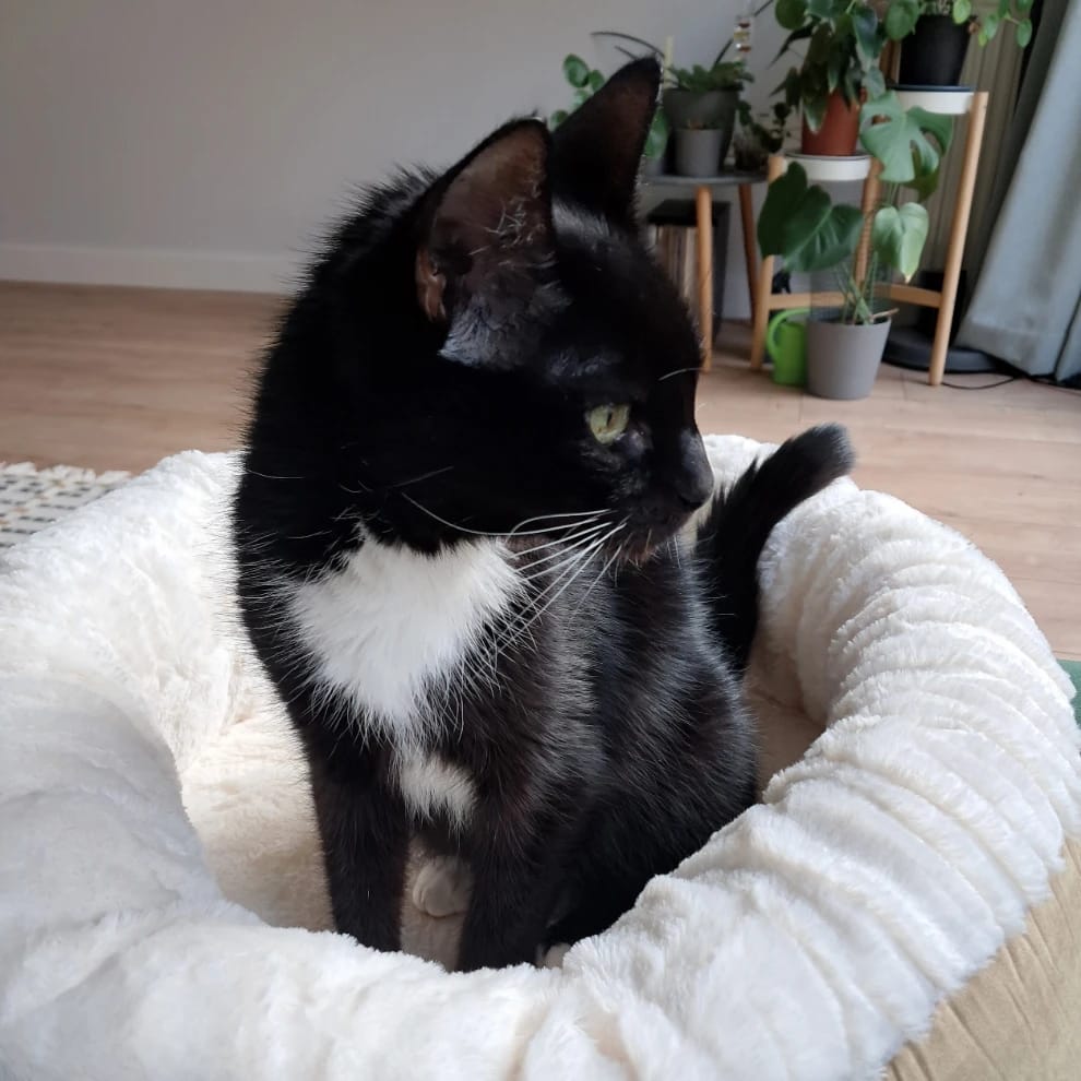 Nova