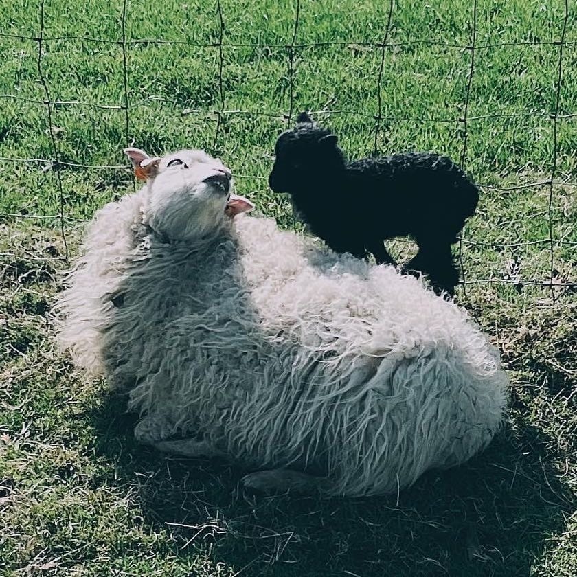 Ouessant schapen (33)