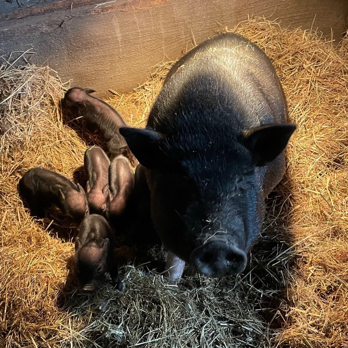 Walter & Wilma (minivarkens)