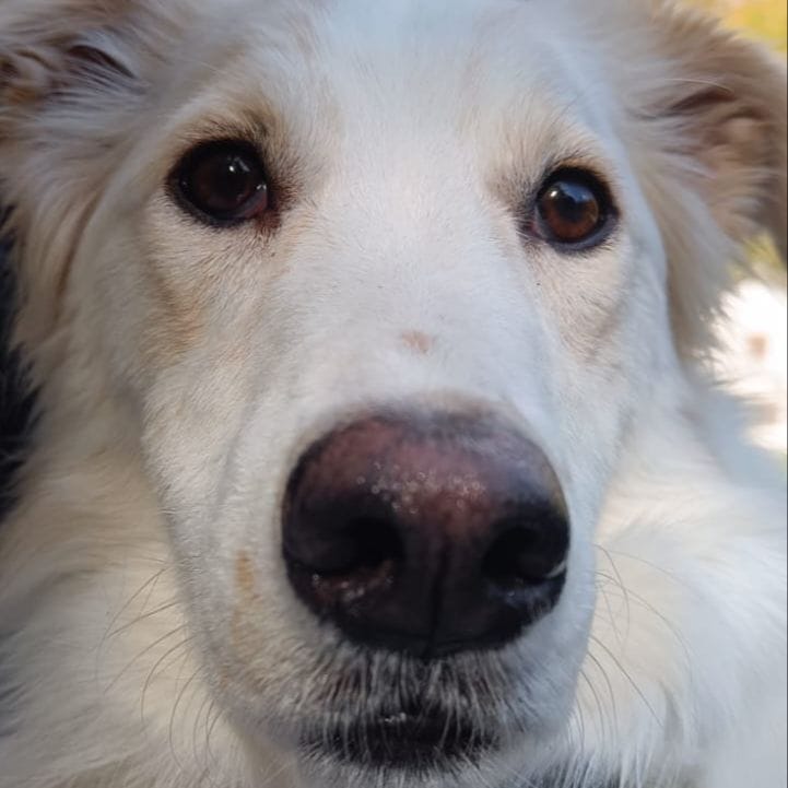 Hekla