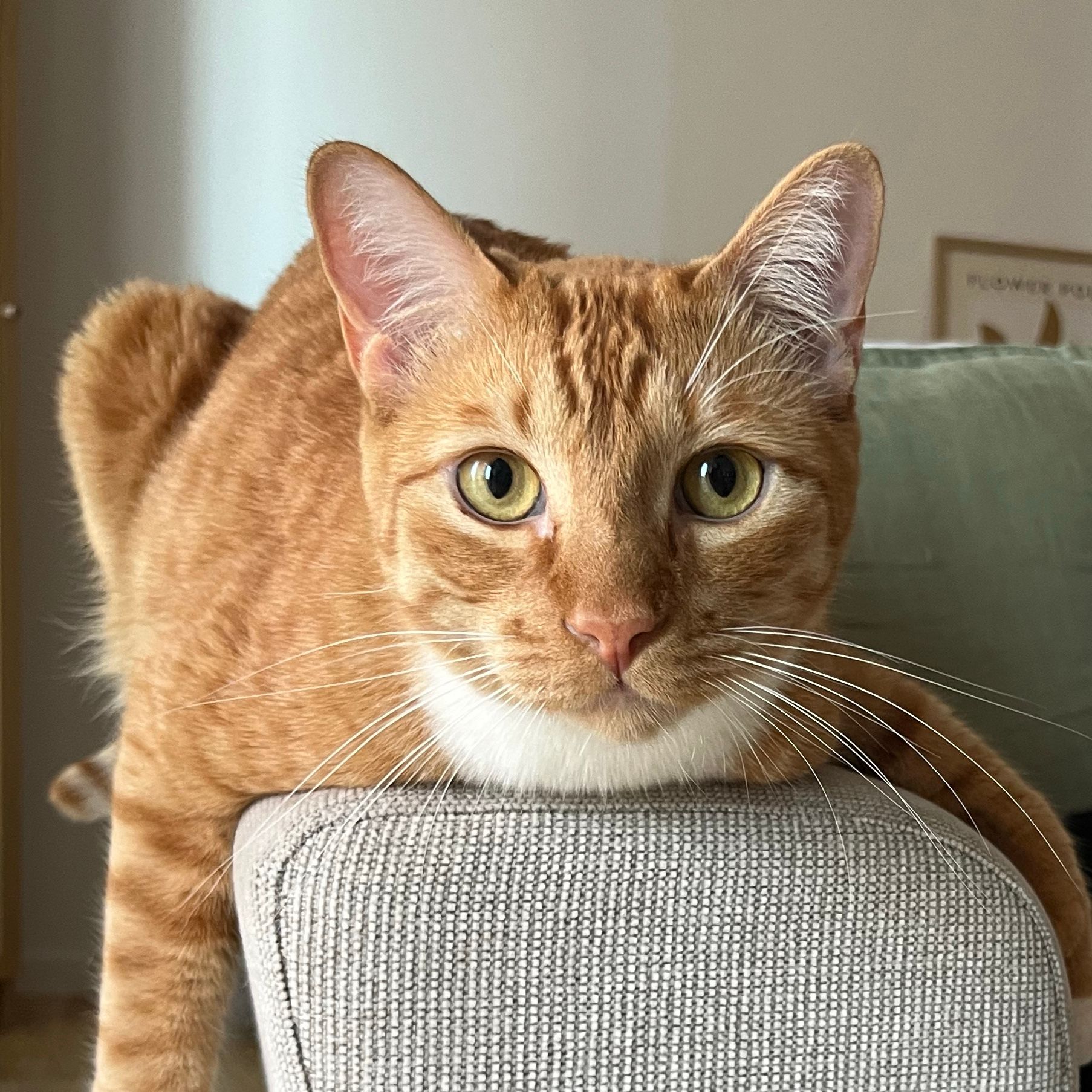Theodore