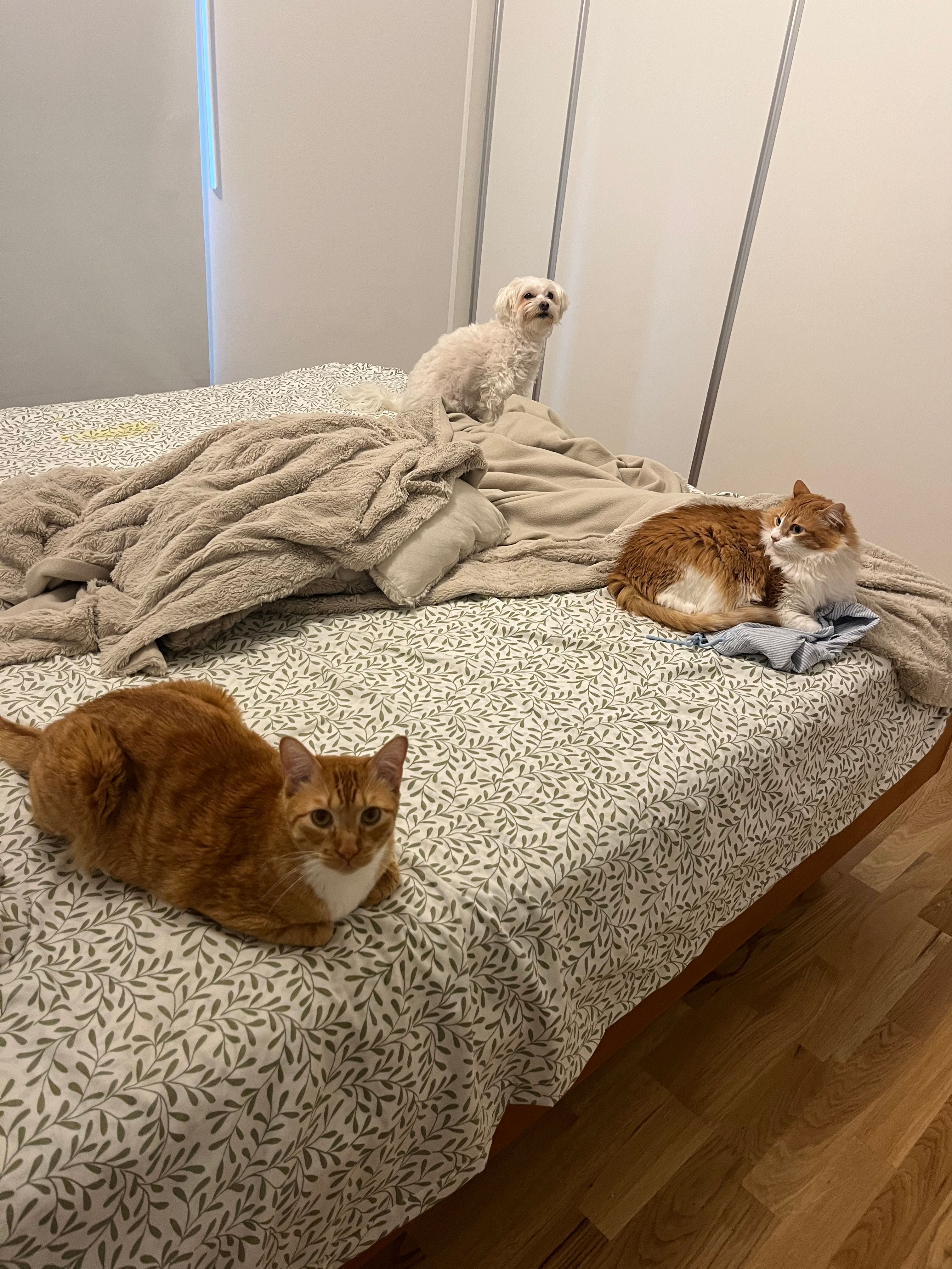 image-15
