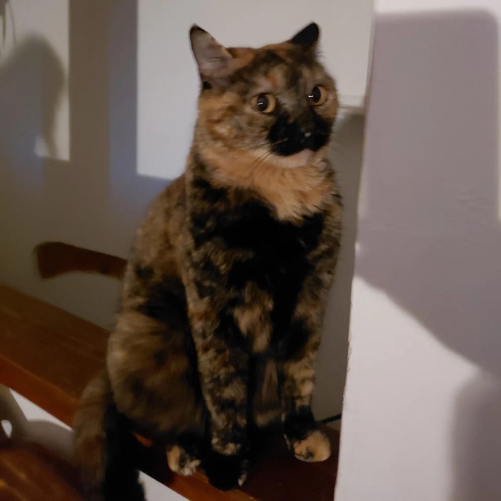 Micia