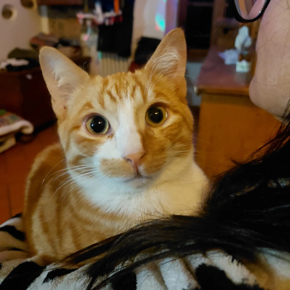 Romeo